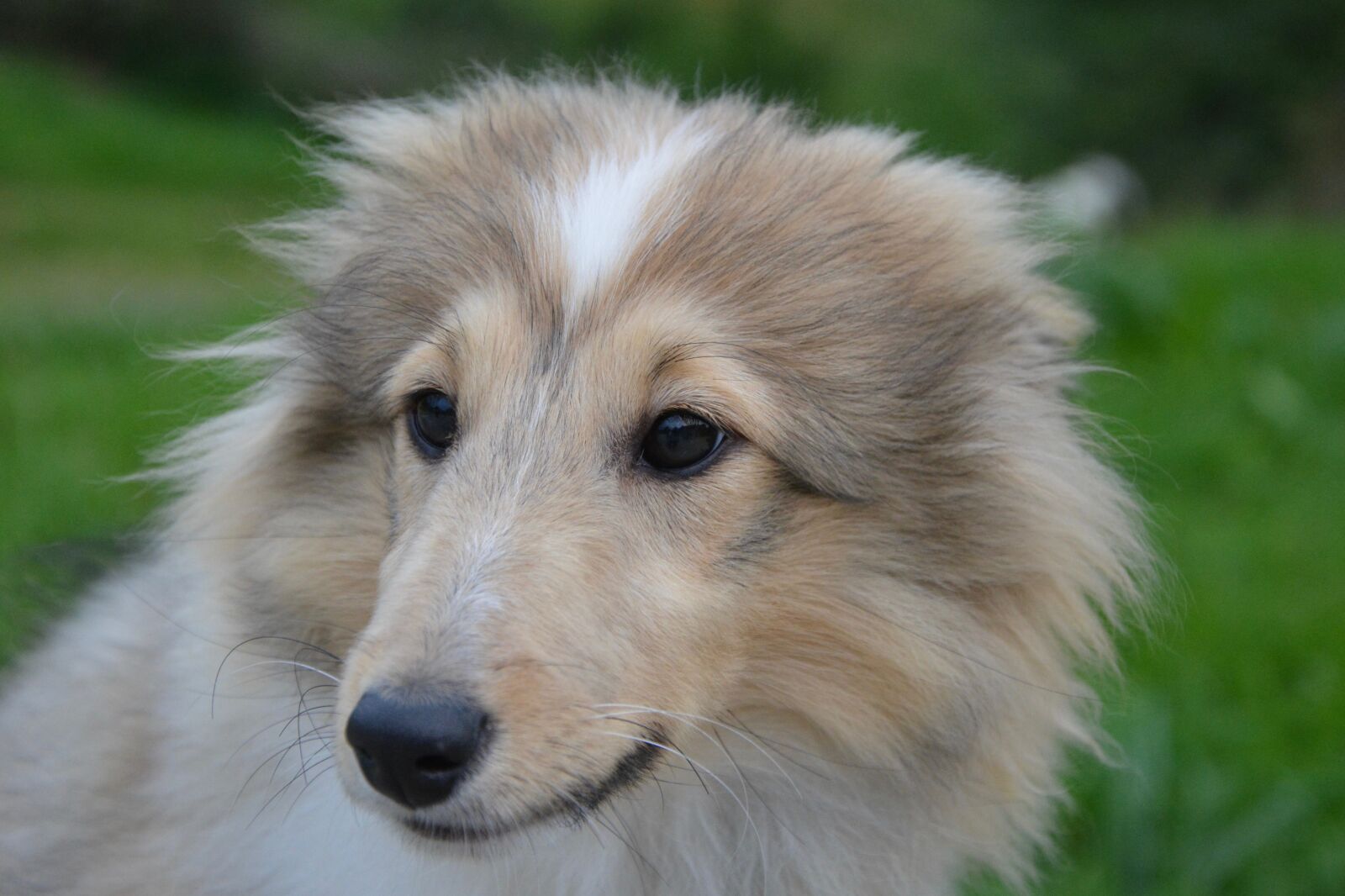 Nikon D5200 sample photo. Dog, puppy, young female photography