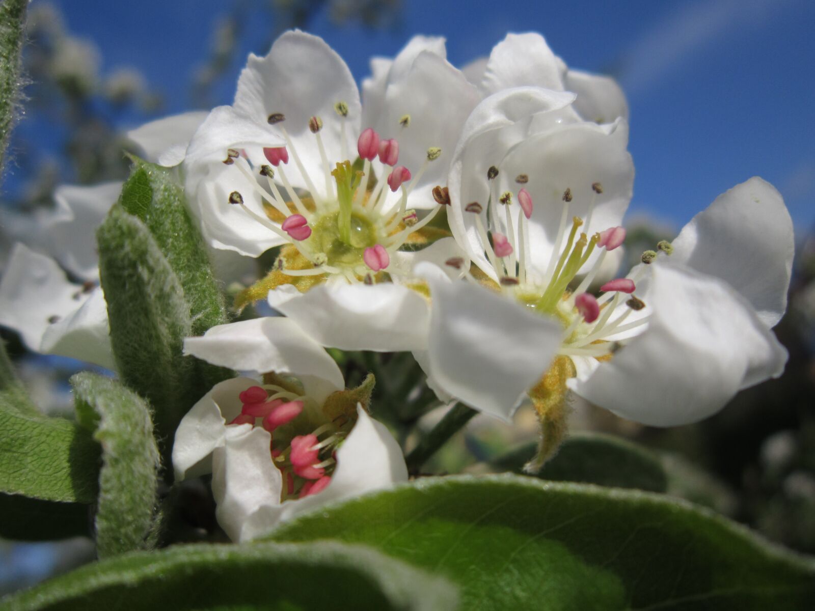 Canon PowerShot A3200 IS sample photo. Pear blossom, pear, nature photography