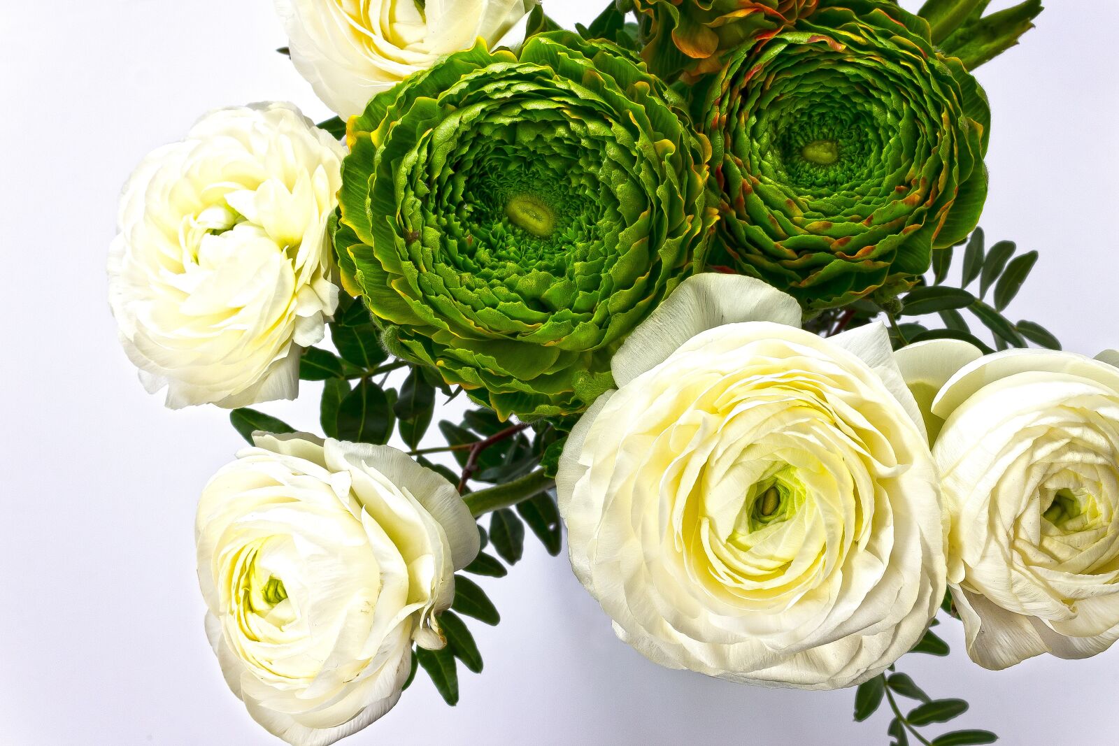 Canon EOS 1300D (EOS Rebel T6 / EOS Kiss X80) sample photo. Ranunculus, blossom, bloom photography