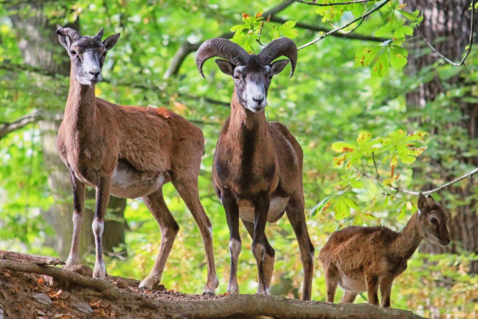 Canon EF-S 55-250mm F4-5.6 IS II sample photo. Goat, horns, mammals photography