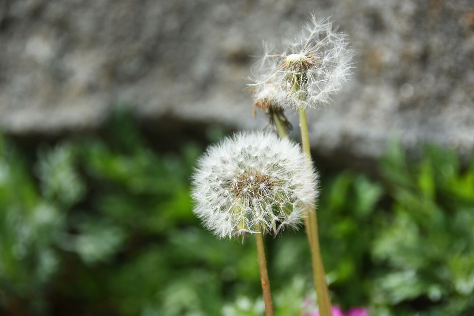 Nikon D7200 sample photo. Wildflower, into the evening photography