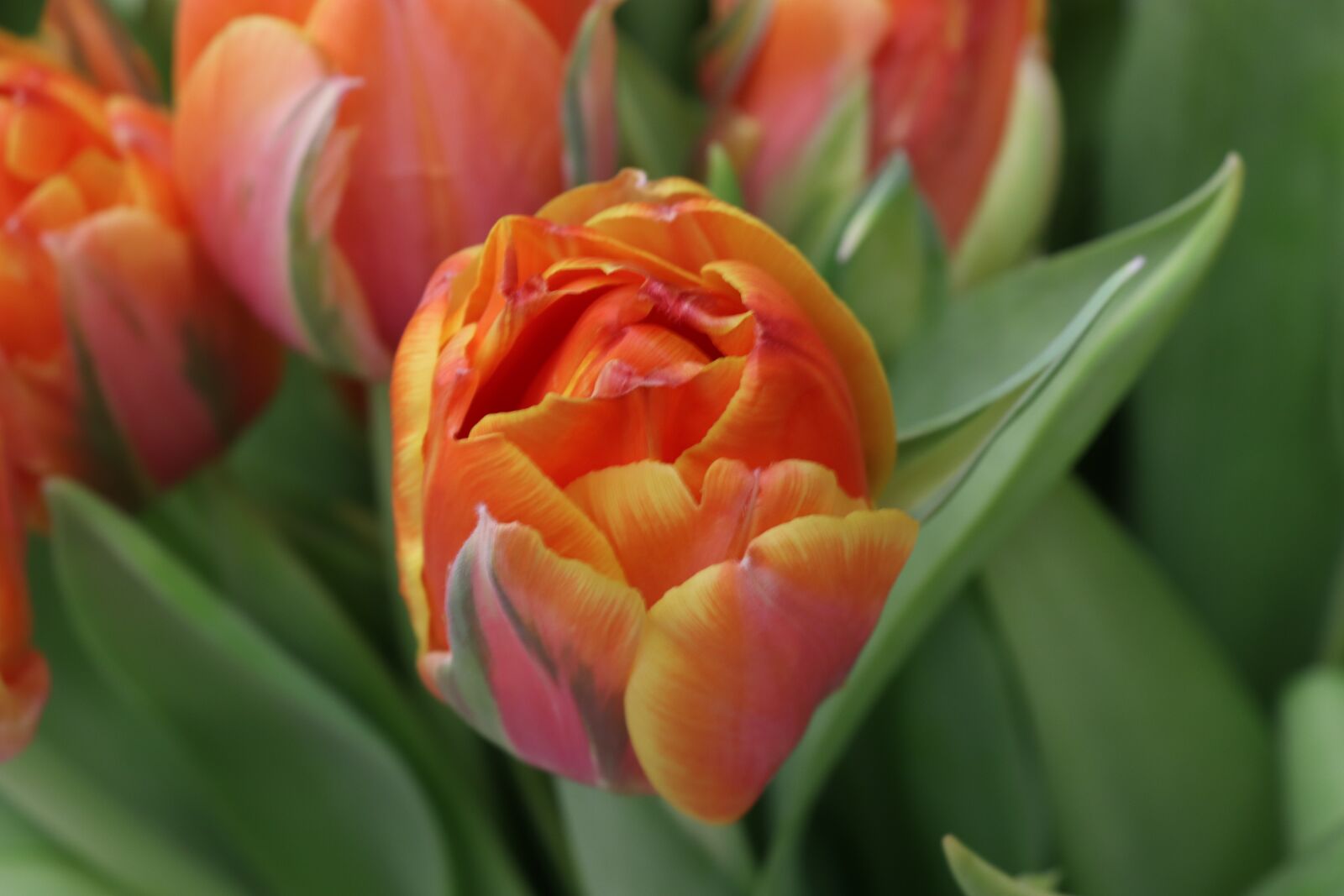 Canon EOS 77D (EOS 9000D / EOS 770D) sample photo. Tulip, flower, tulips photography