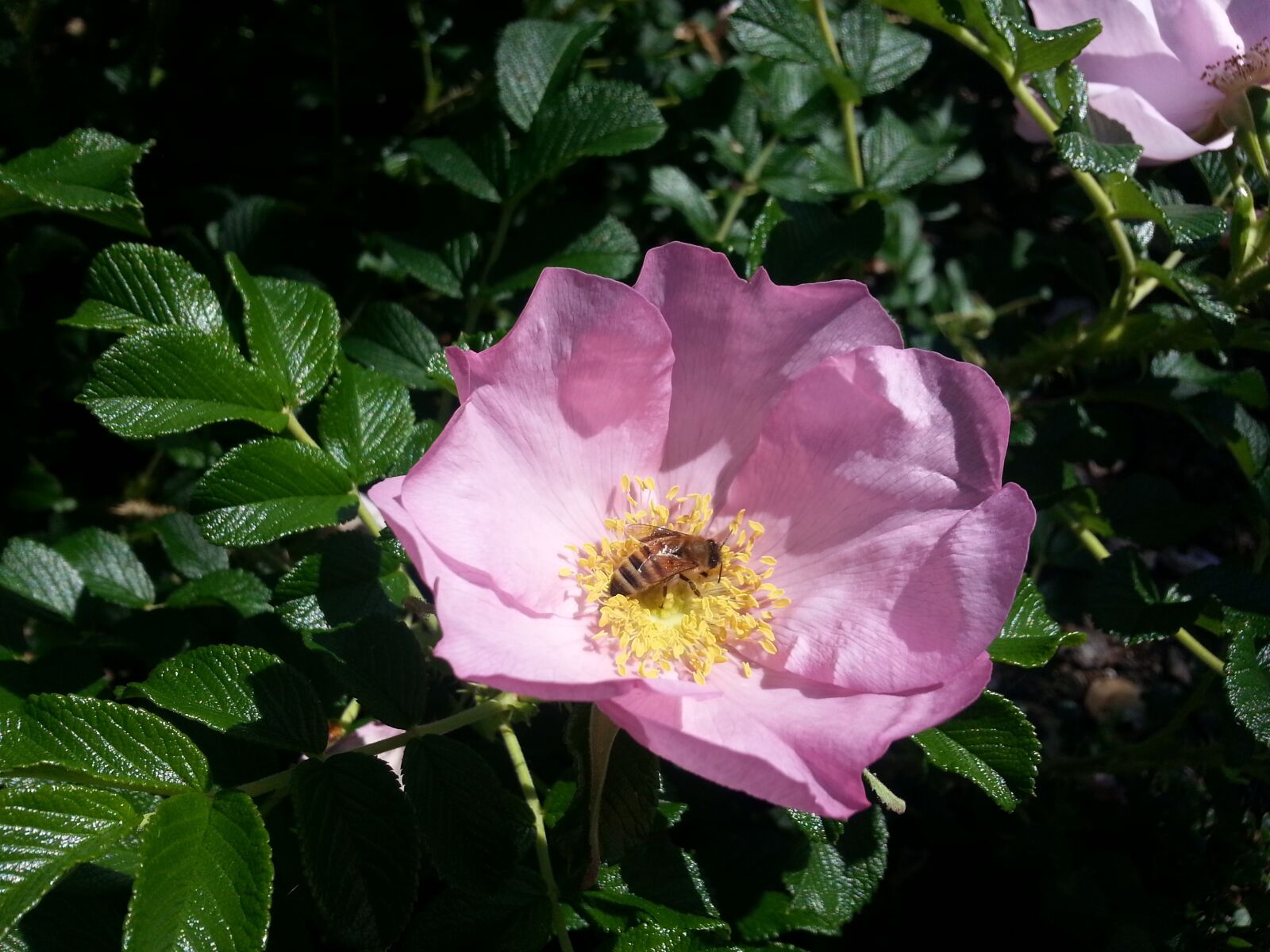 Samsung Galaxy Note2 sample photo. Honeybee, pollination, bee photography