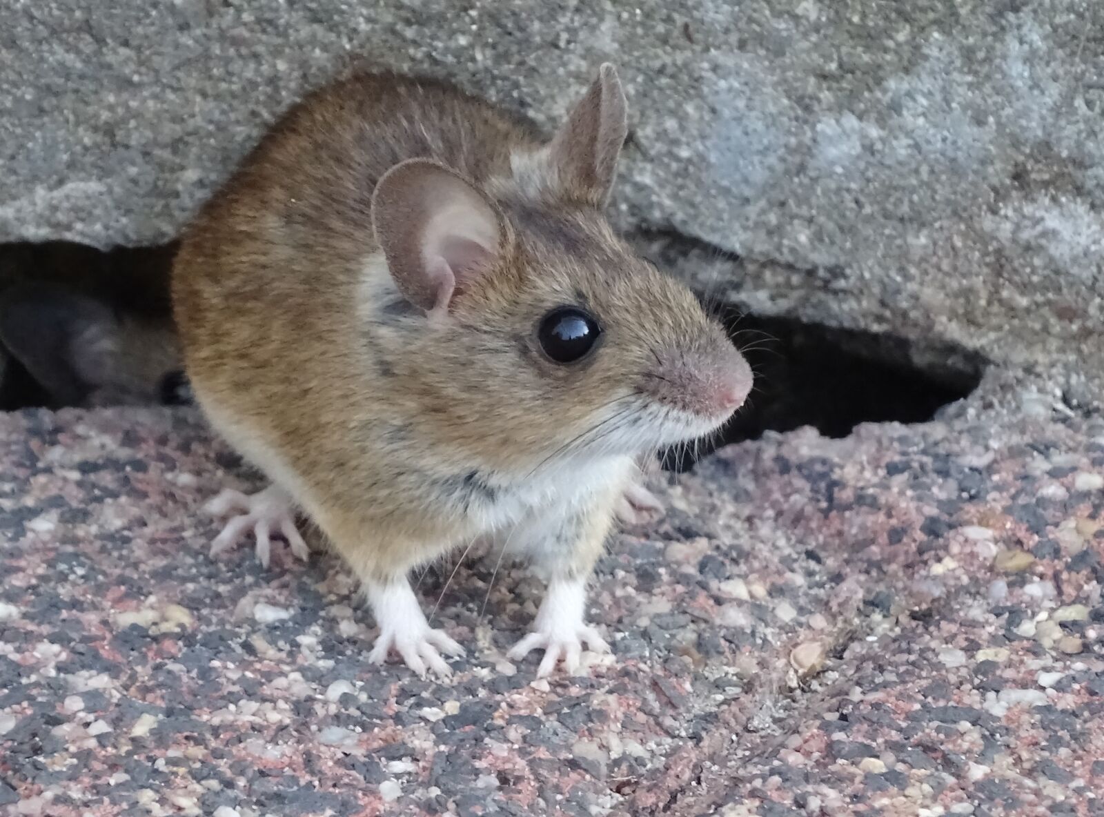 Sony Cyber-shot DSC-HX400V sample photo. Small, nager, garden mouse photography