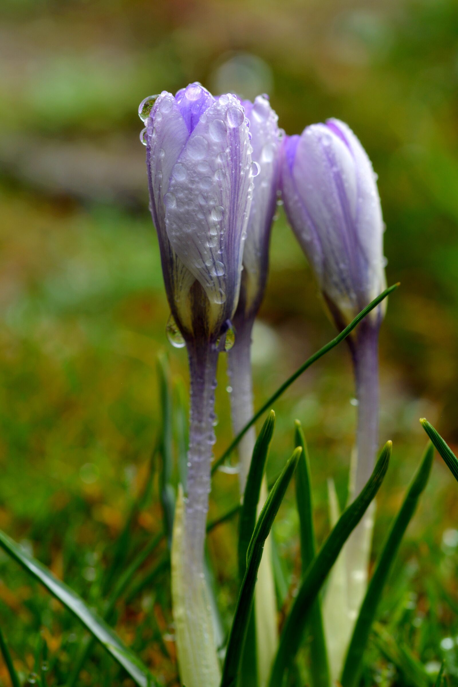 Nikon D5200 sample photo. Flower, flowers, drops photography