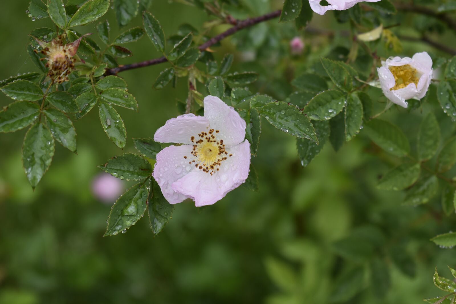 Nikon D3500 sample photo. Wild flowers, flowers, pink photography