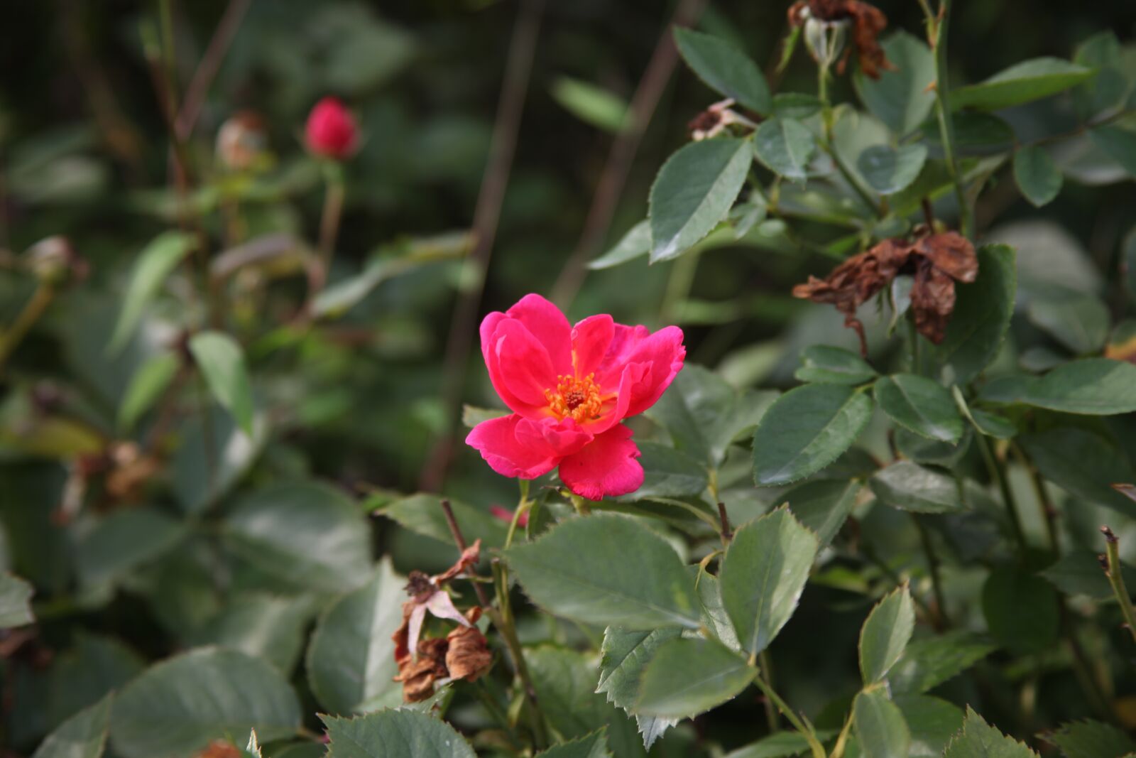 Canon EOS 5D Mark II sample photo. Flower, pink, nature photography