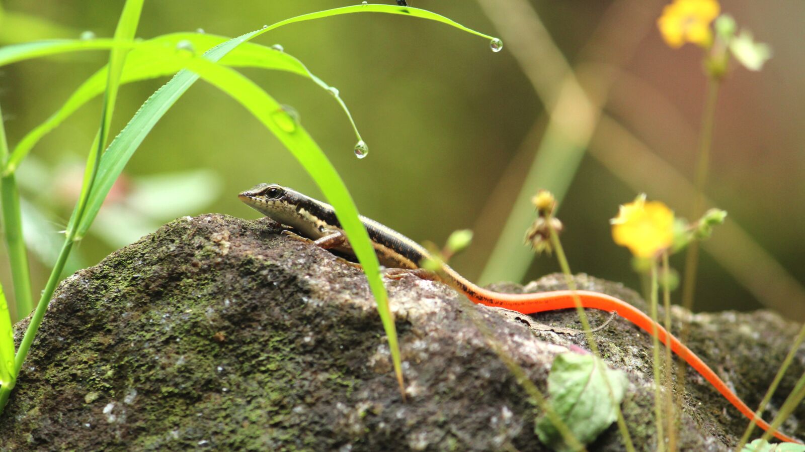 Canon EOS 1300D (EOS Rebel T6 / EOS Kiss X80) sample photo. Kerala, india, nature photography