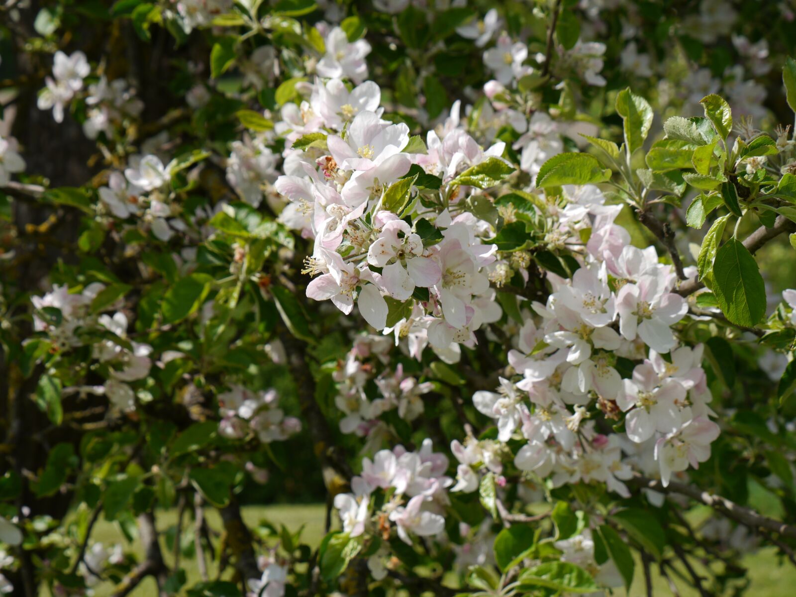 Panasonic Lumix DMC-G5 sample photo. Apple tree, apple blossom photography