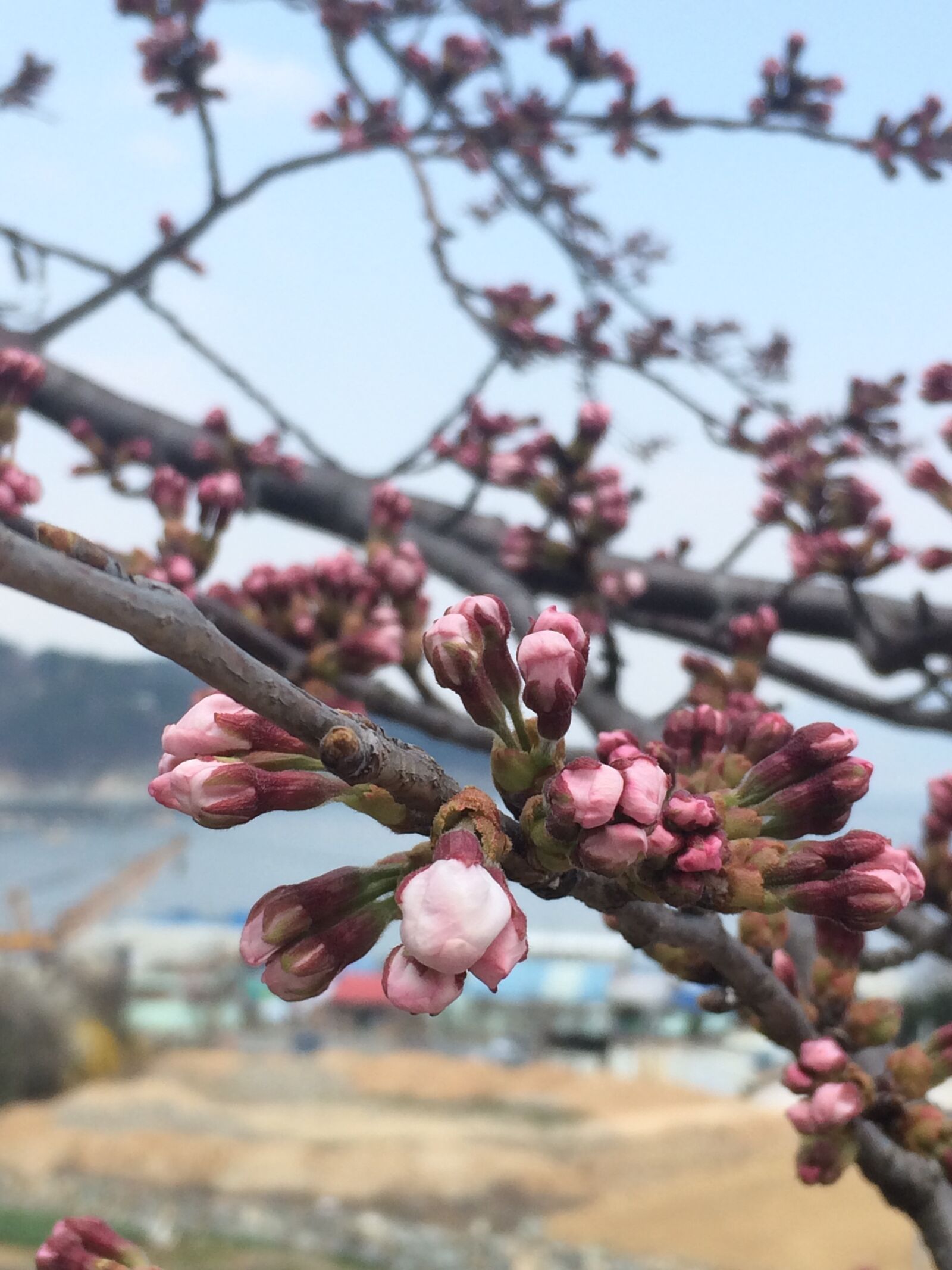 Apple iPhone 5s sample photo. Flowers, bud, cherry blossom photography
