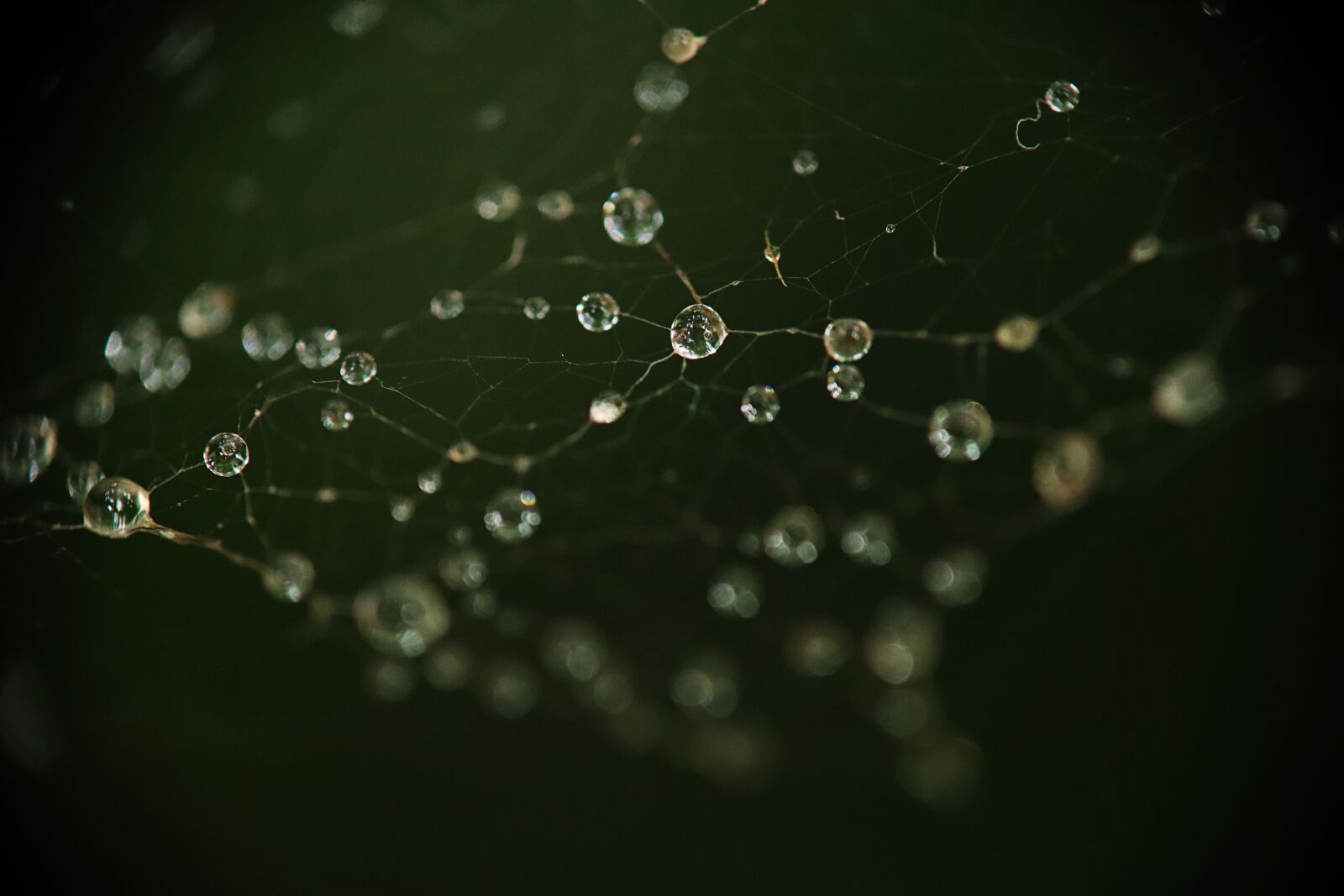 Canon EOS M50 (EOS Kiss M) sample photo. Drops, water, nature photography