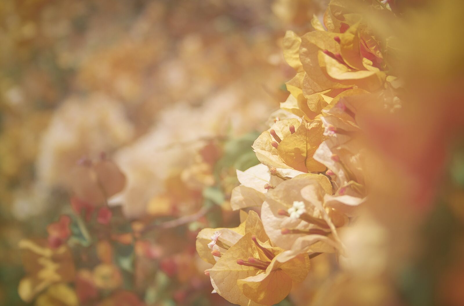 Canon EF-S 18-55mm F3.5-5.6 II sample photo. Spring, nature, flowers photography