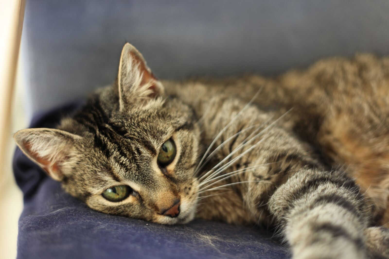 Canon EF 50mm F1.8 II sample photo. Cat, pet, animal photography