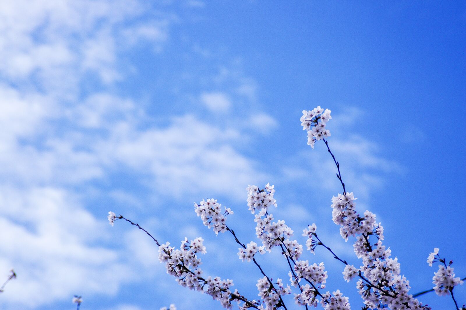 Nikon D70s sample photo. Cherry blossom, flowers, sky photography