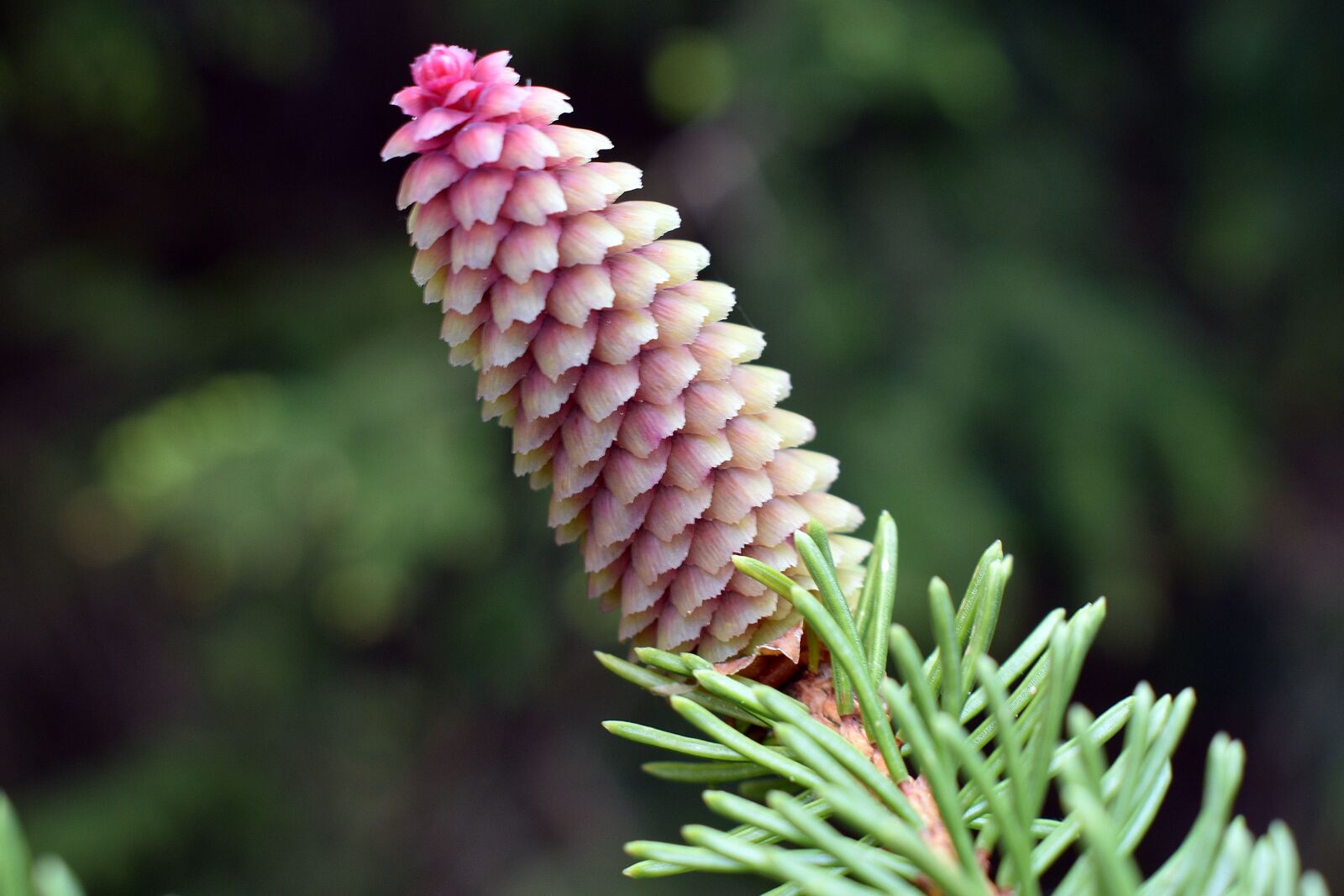 Nikon D3400 sample photo. Pine cone, spruce, needles photography