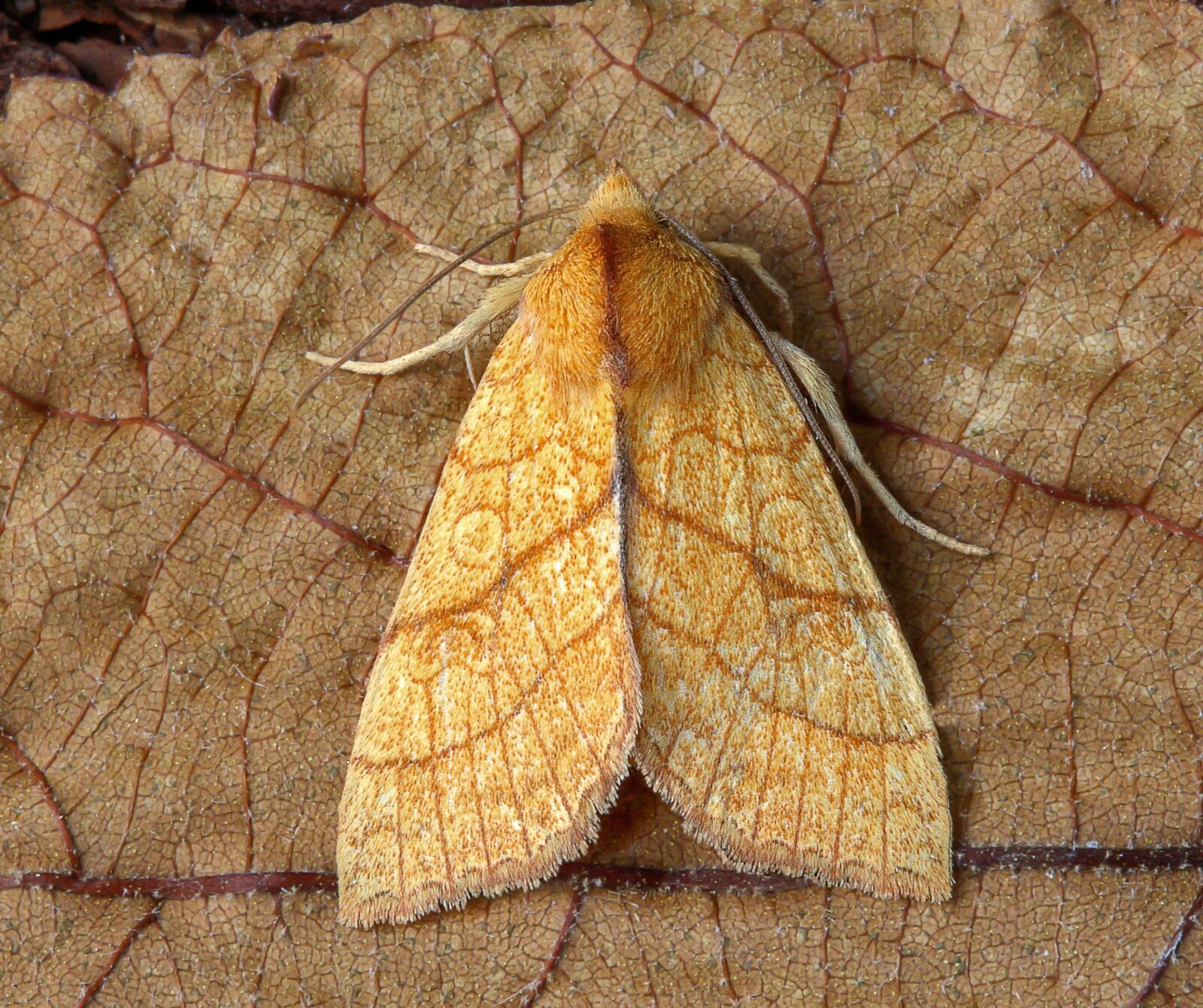 Canon EOS 400D (EOS Digital Rebel XTi / EOS Kiss Digital X) sample photo. Moth, orange-sallow, wings photography