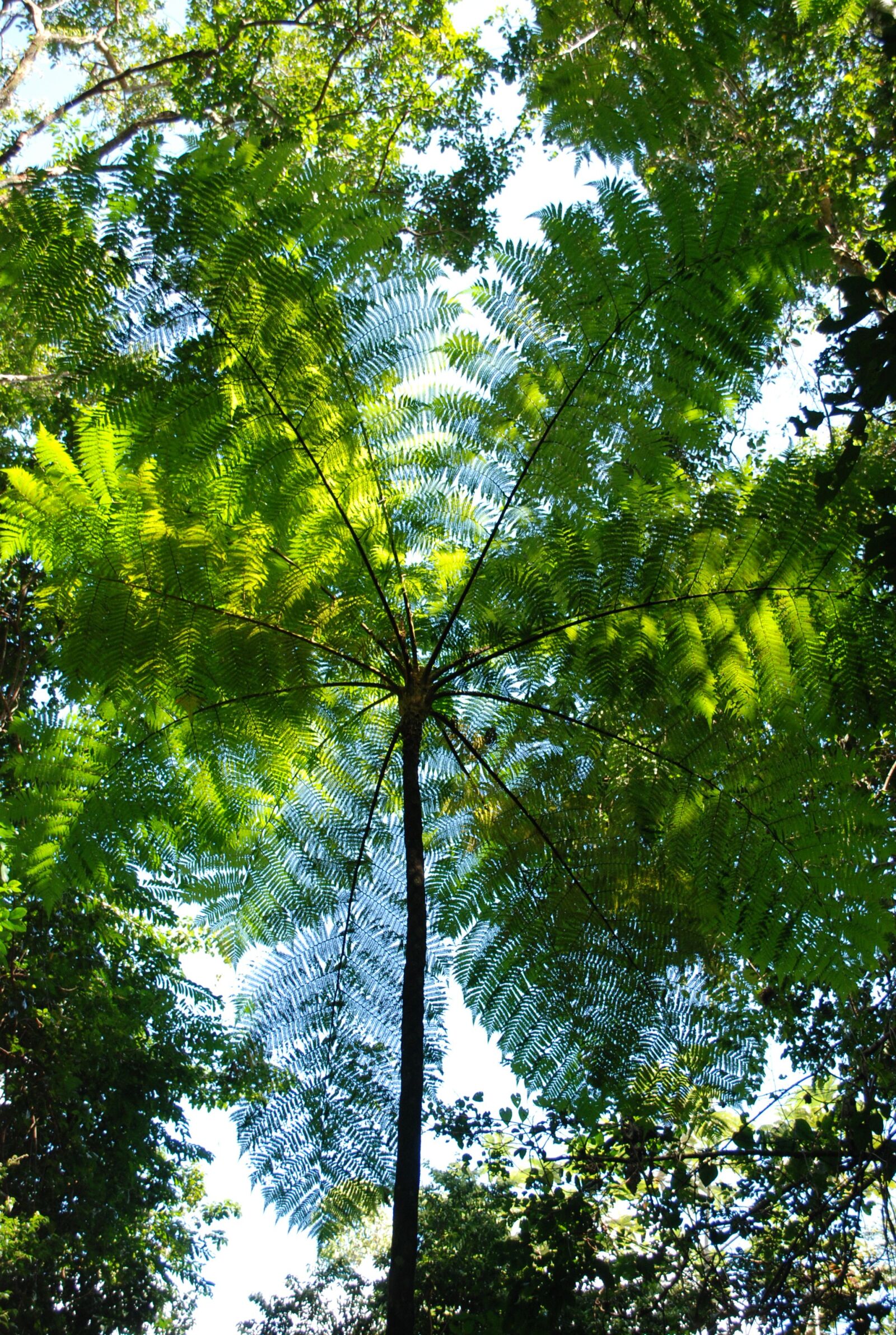 Nikon D80 sample photo. Rain forest canopy, round photography