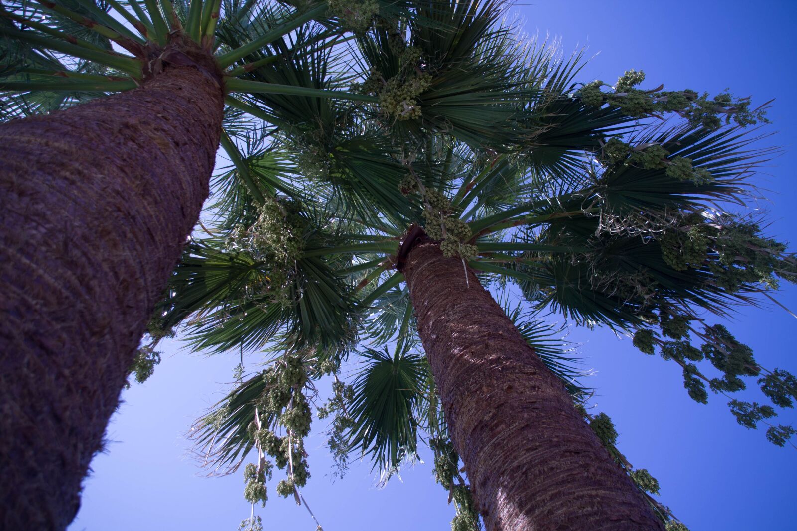 Canon EOS 1100D (EOS Rebel T3 / EOS Kiss X50) sample photo. Summer, sky, palm trees photography