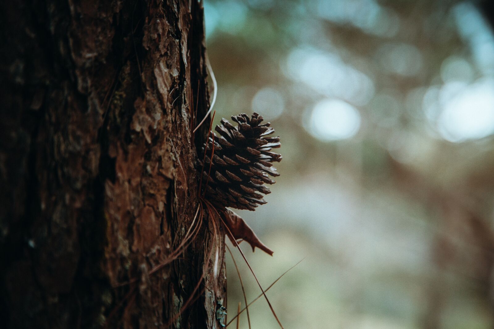 Canon EOS 6D + Canon EF 24-105mm F4L IS USM sample photo. Nature, tree, wood photography