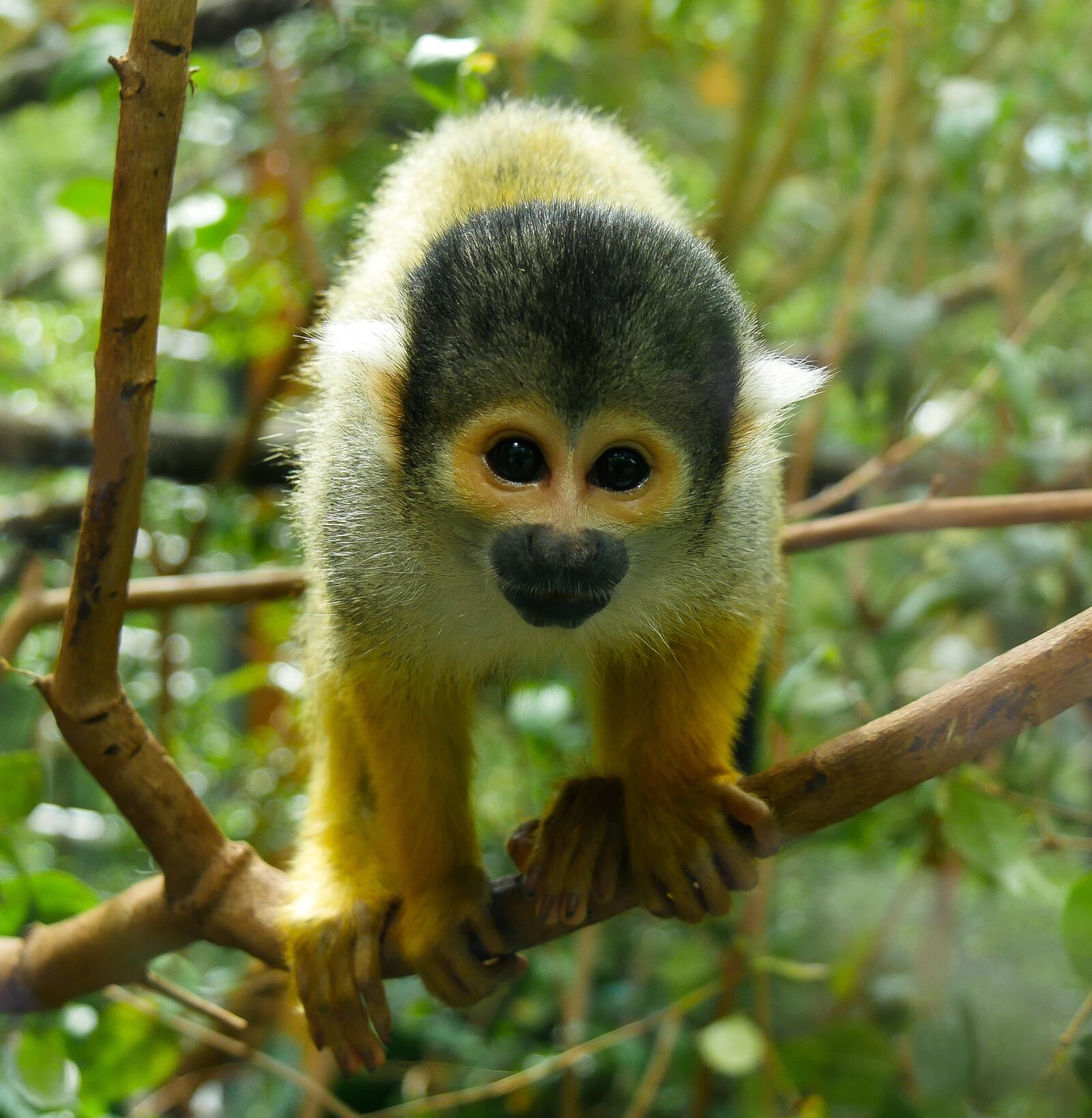 Panasonic DMC-G70 sample photo. Monkey, primate, animal world photography