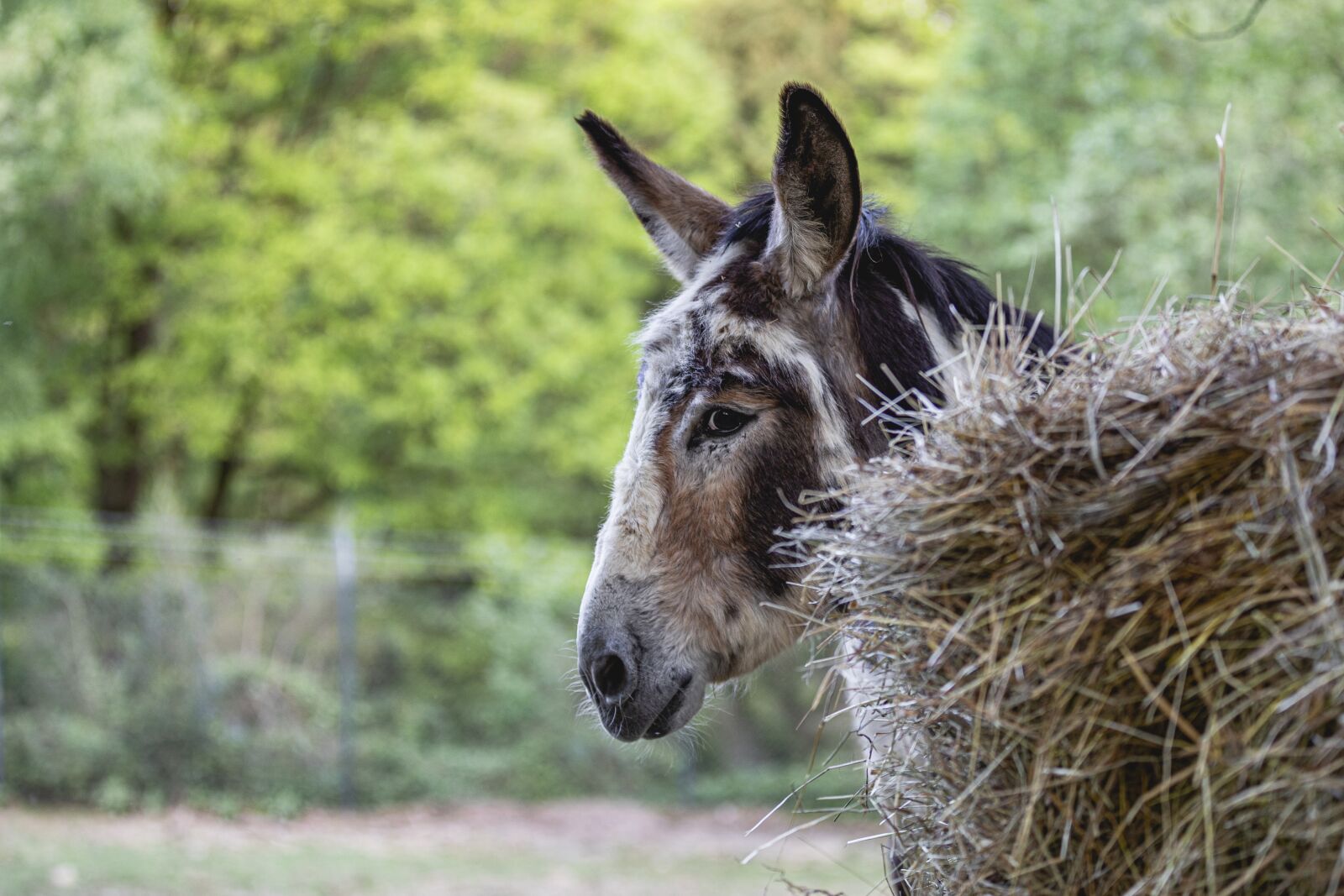 Canon EOS 5D Mark IV sample photo. Donkey, shy, farm photography