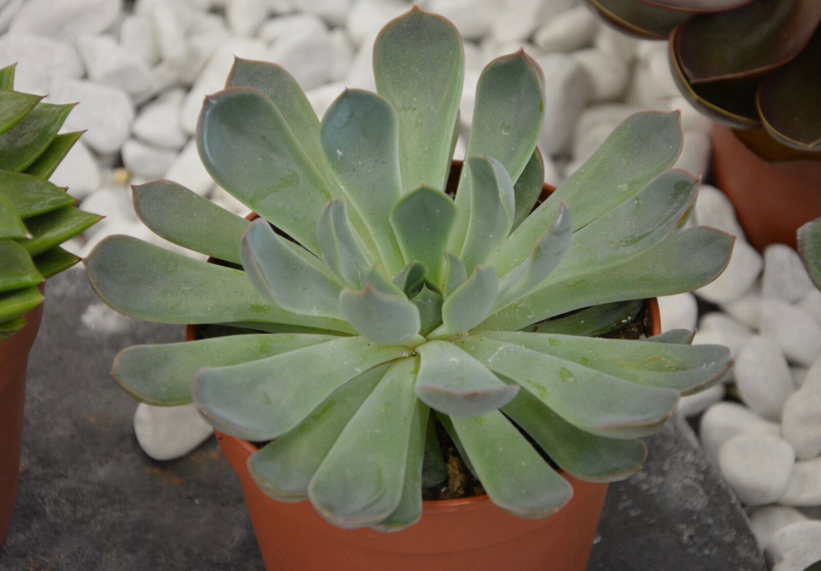 Nikon D5200 sample photo. Plants green, fat, cactus photography