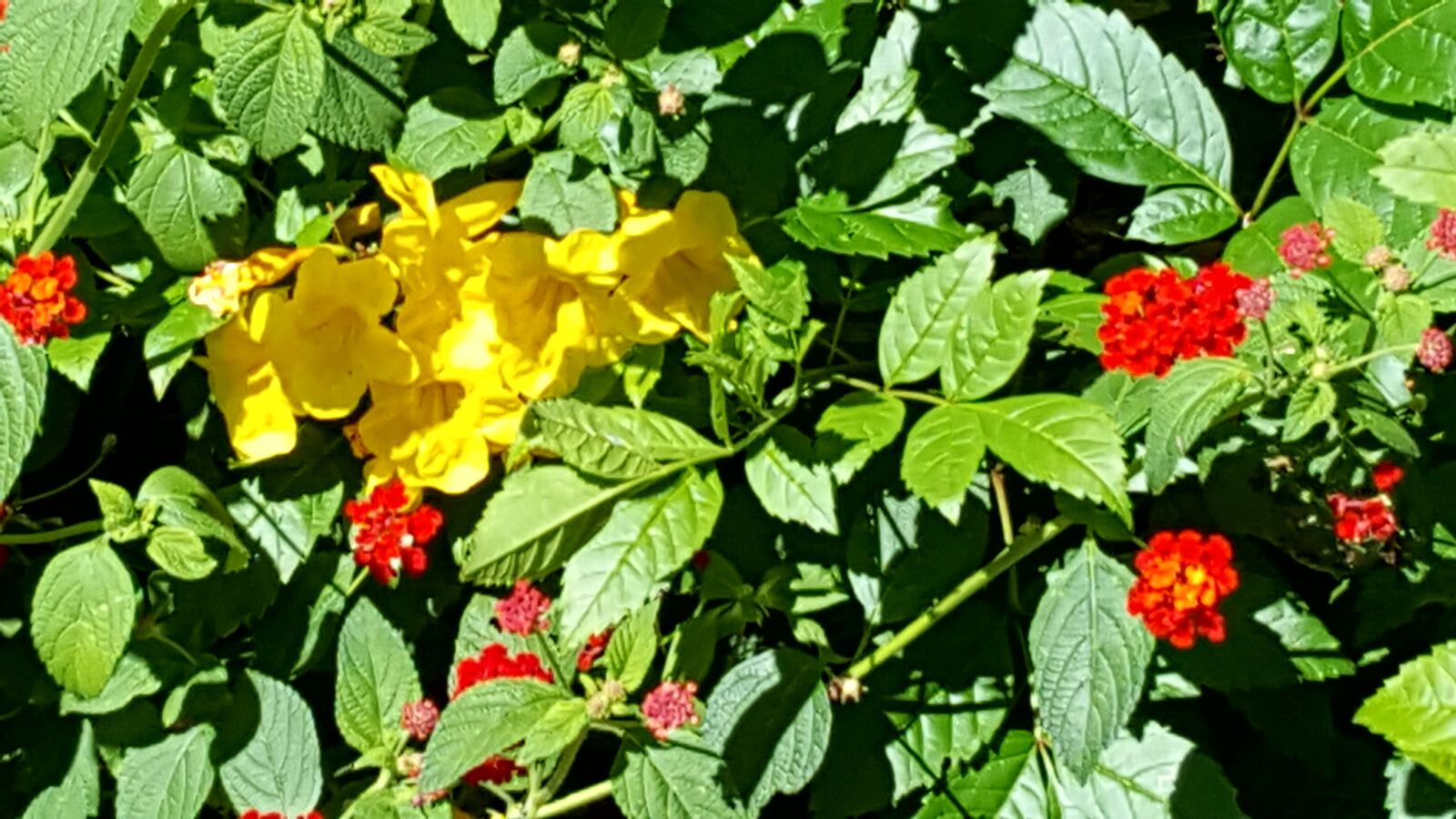 Samsung Galaxy Note5 sample photo. Beautiful, flowers, green, leaf photography