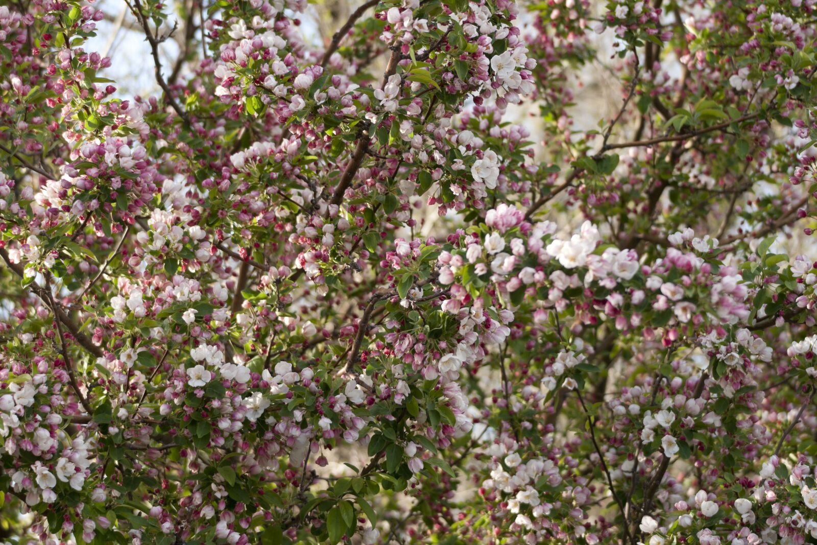 Sony Alpha DSLR-A700 sample photo. Blossoms, spring, pink photography