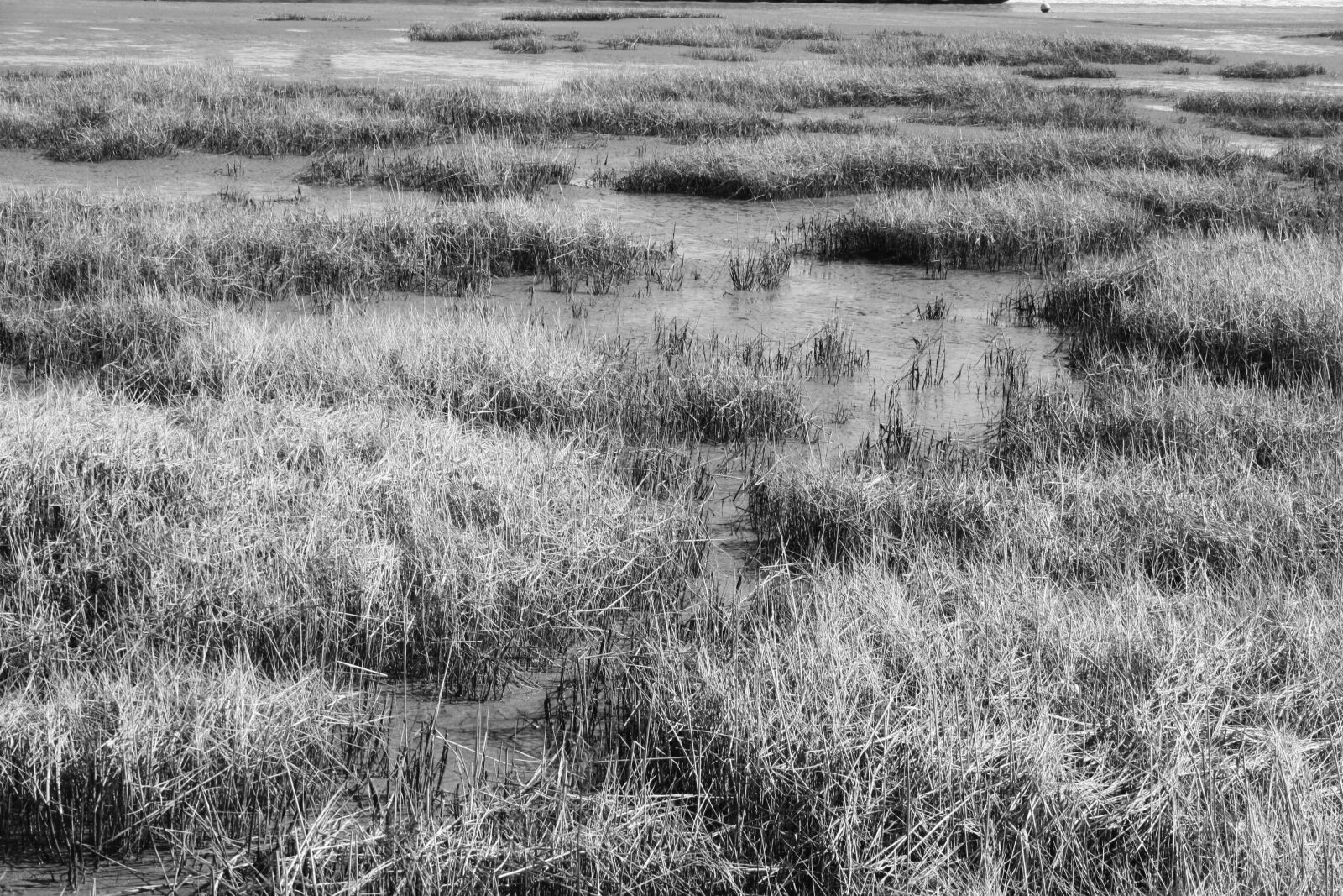 Canon EOS 1000D (EOS Digital Rebel XS / EOS Kiss F) sample photo. Watts, wadden sea, north photography