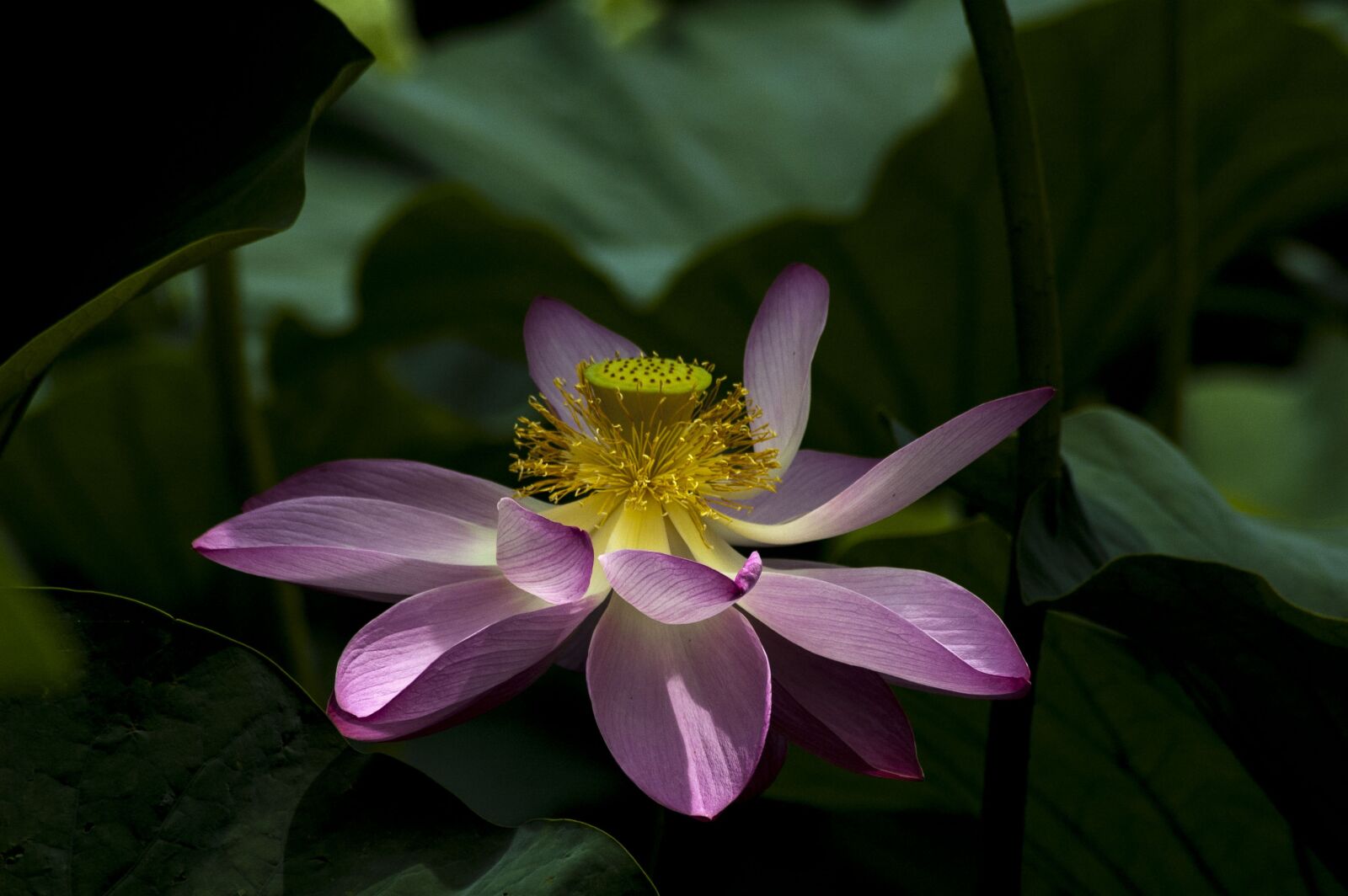 Nikon D70 sample photo. Lotus, flowers, pink photography