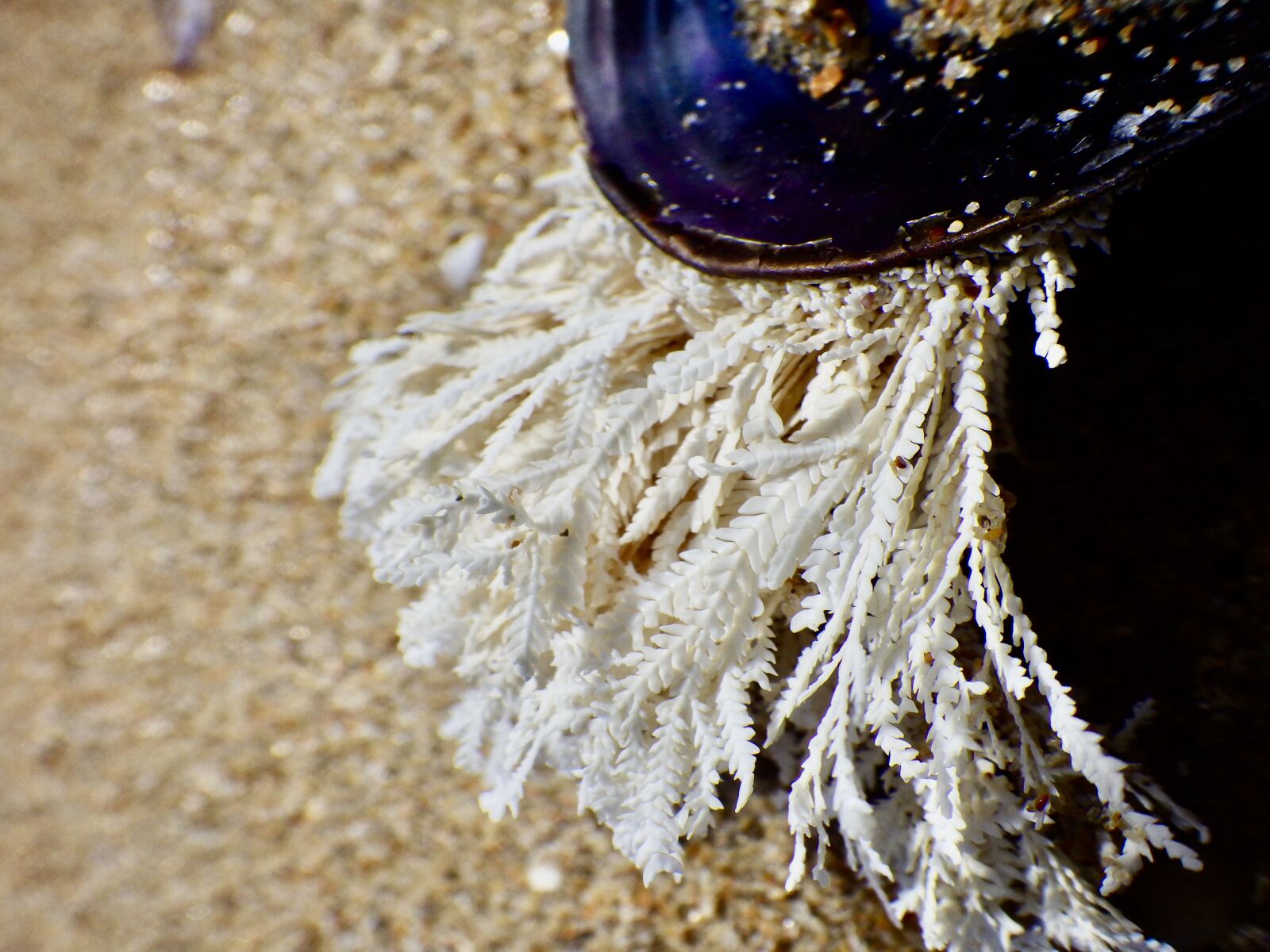Ricoh WG-4 sample photo. Mussel, seaweed, sand photography