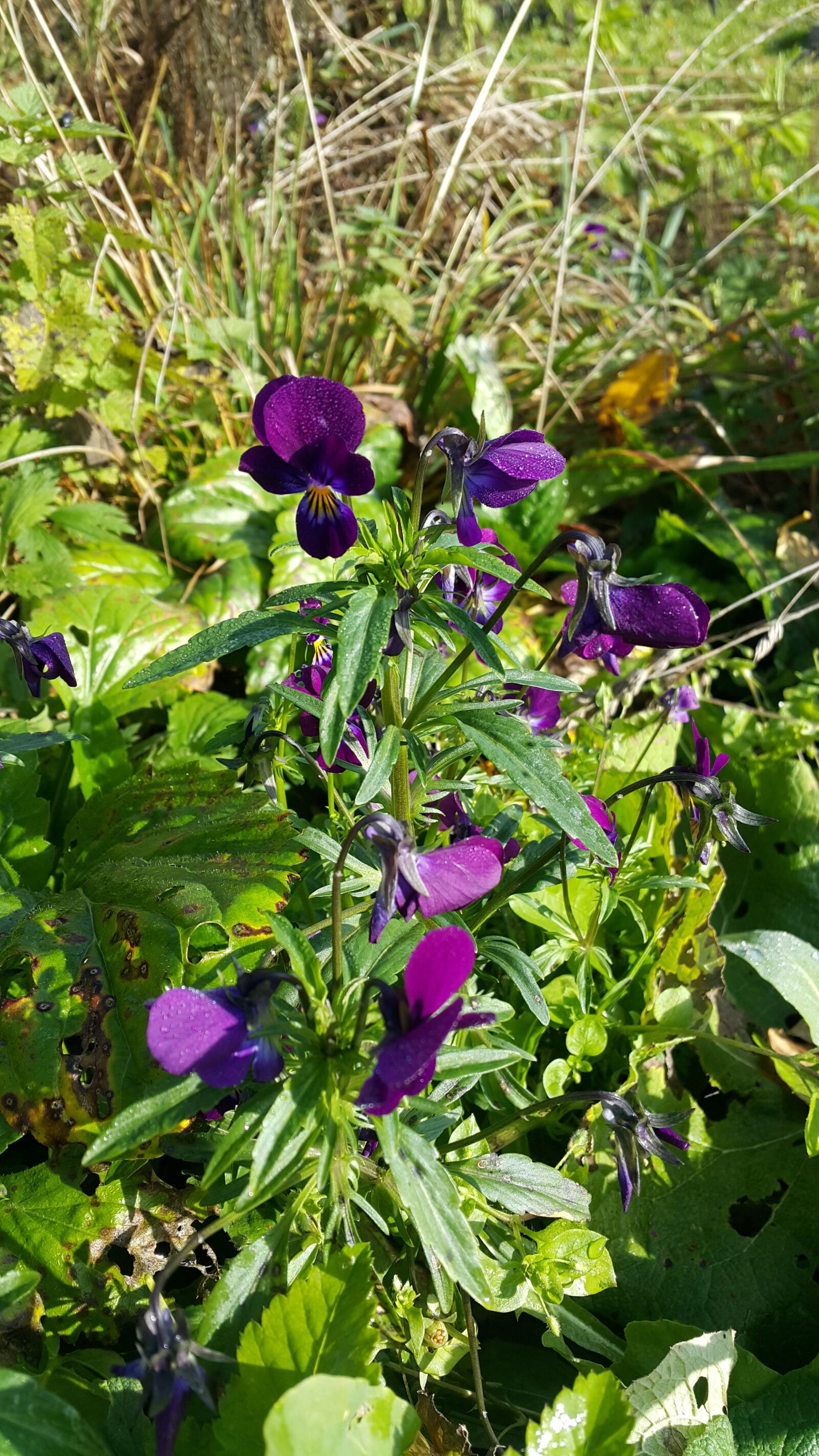 Samsung Galaxy Note4 sample photo. Forest violet, flowers of photography
