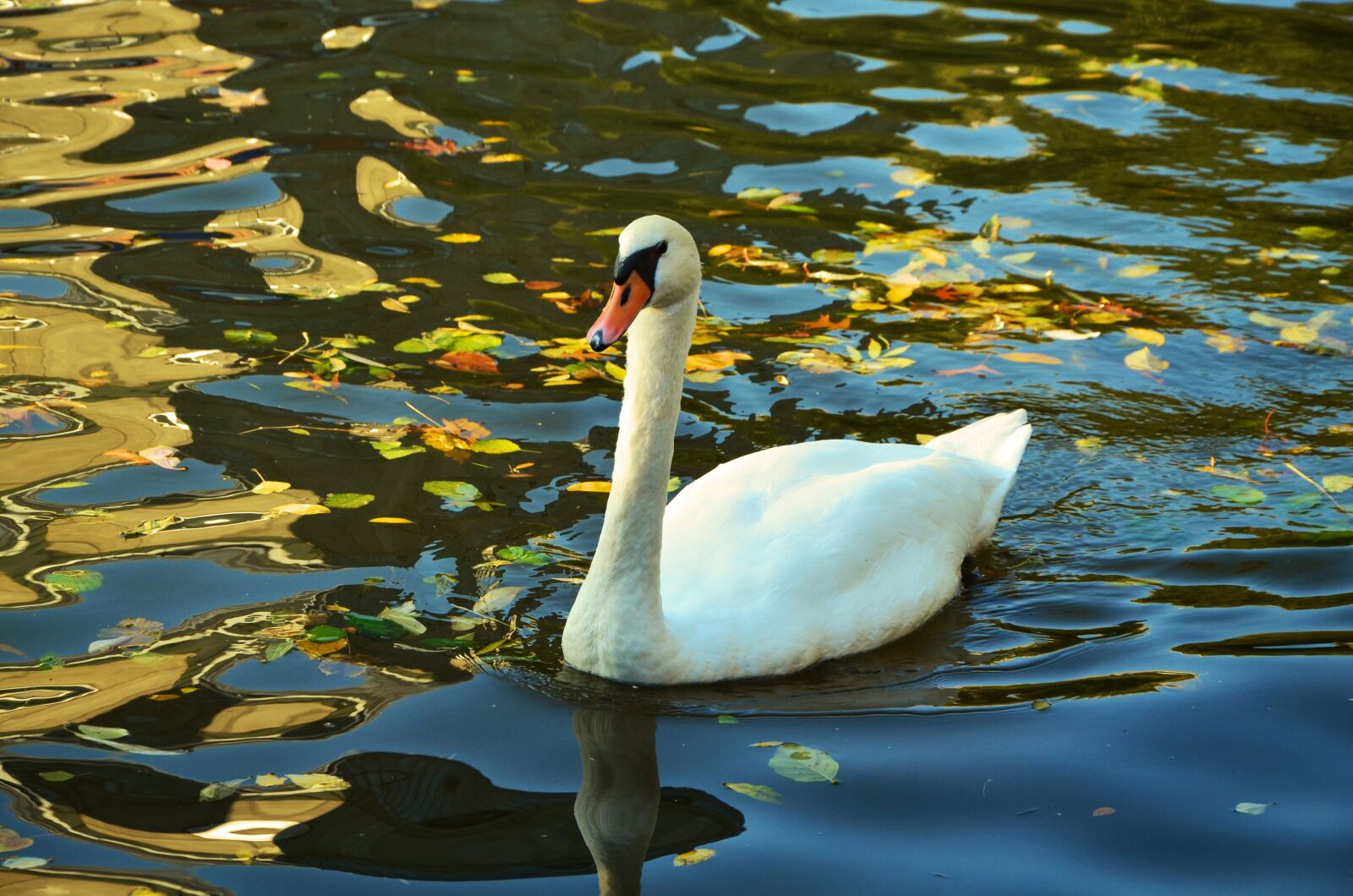 Nikon D5100 sample photo. Swan, water, lake photography