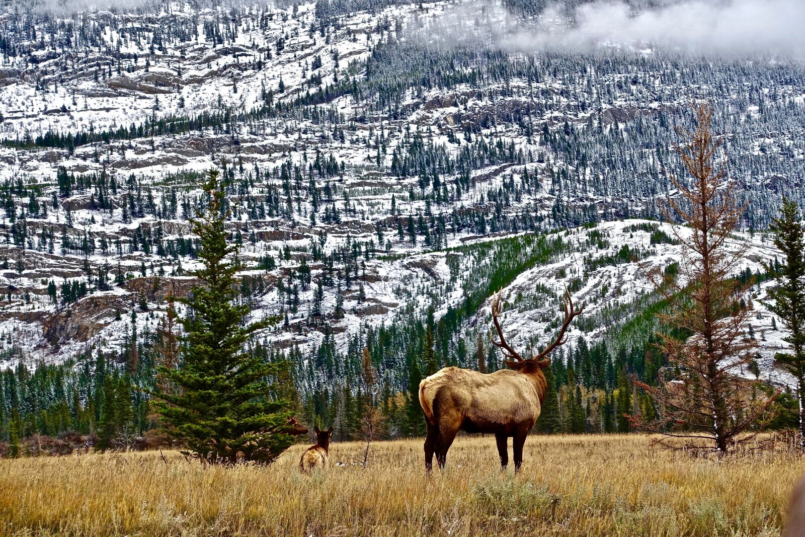 Sony Cyber-shot DSC-RX100 III sample photo. Wilderness, mountains, elk photography