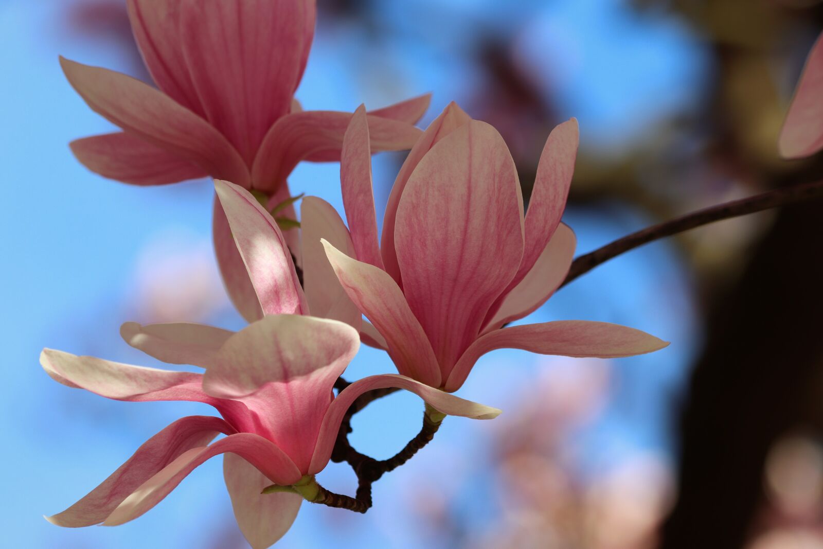 Canon EOS 200D (EOS Rebel SL2 / EOS Kiss X9) sample photo. Pink magnolia, spring, flowers photography