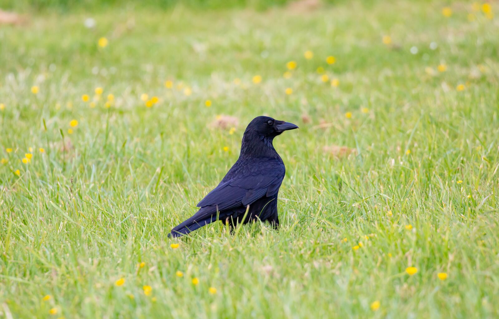Canon EOS 5D Mark III sample photo. Crow, black crow, raven photography