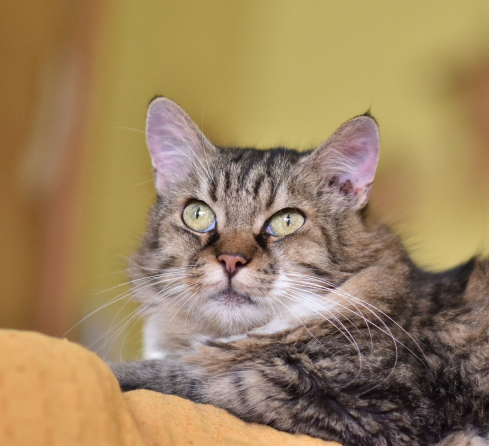 Nikon D5600 sample photo