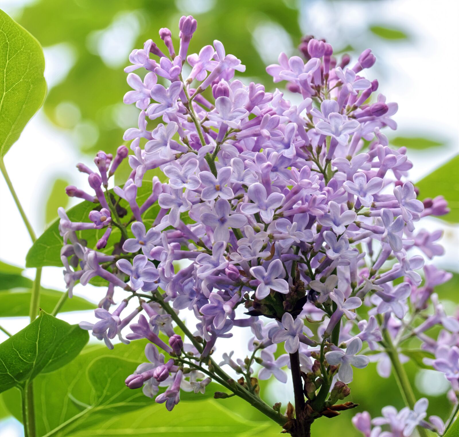 Nikon D5300 sample photo. Flowers, lilac, mov photography
