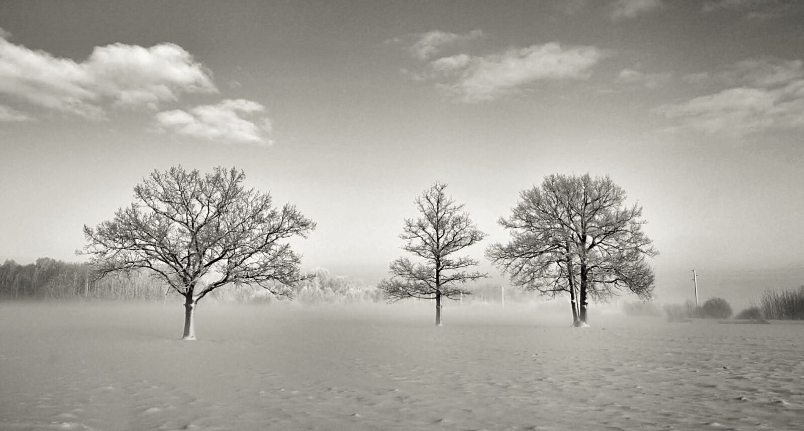 Nikon D5200 sample photo. Oaks, trees, nature photography