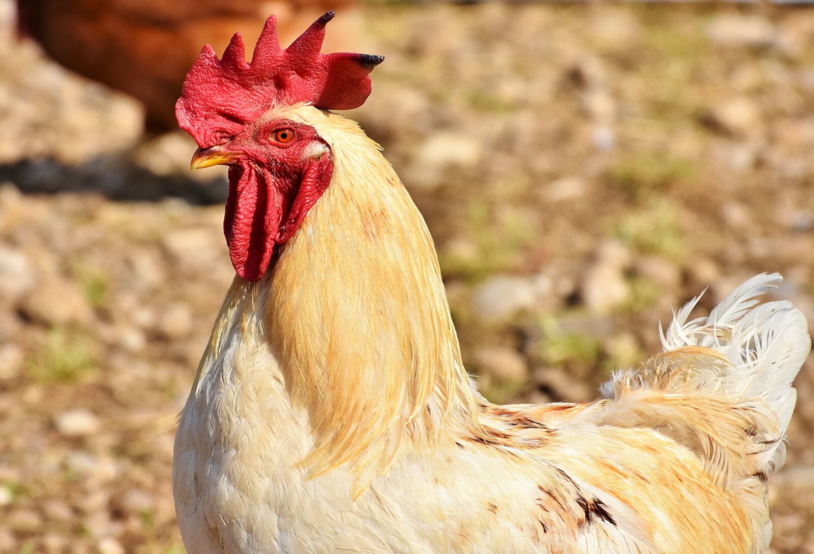 Nikon D7200 sample photo. Hahn, rooster head, crow photography