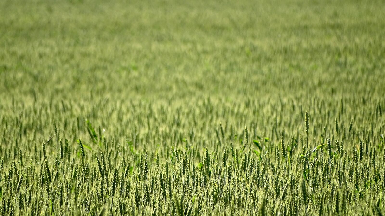Sony DSC-HX400 sample photo. Wheat, field, kolos photography