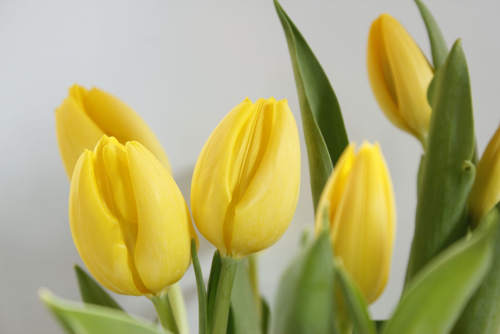 Canon EOS 550D (EOS Rebel T2i / EOS Kiss X4) sample photo. Tulips, spring, flowers photography
