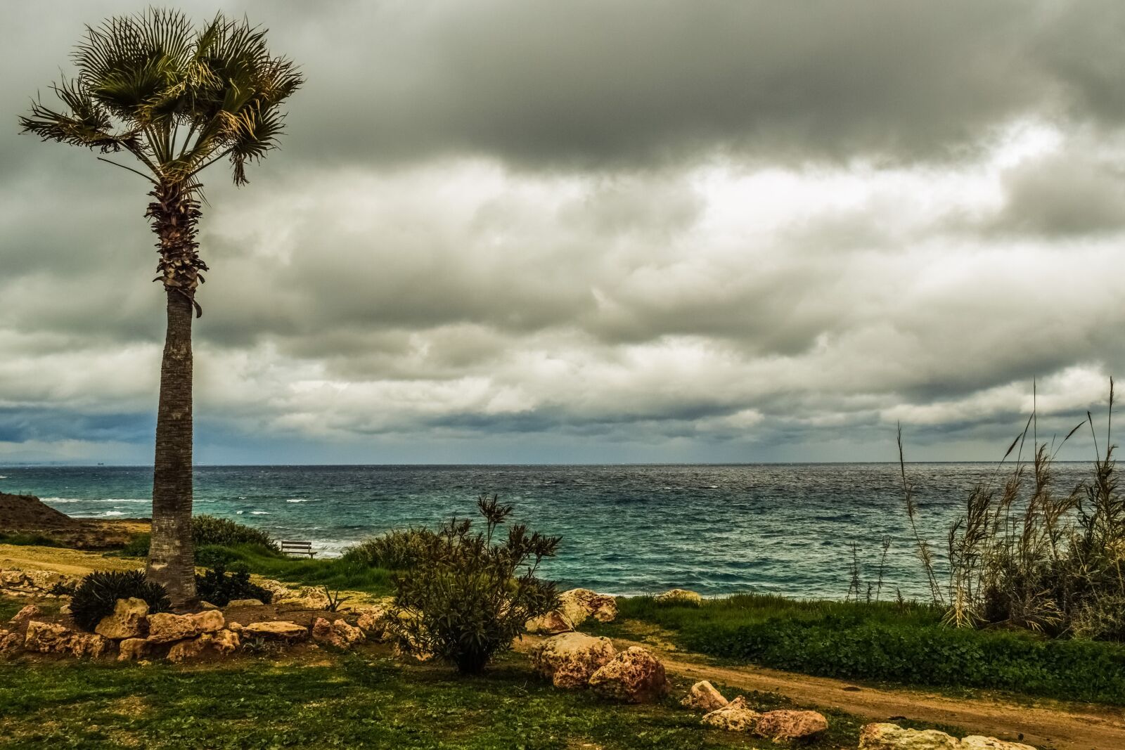 Nikon D3300 sample photo. Palm tree, coast, sea photography