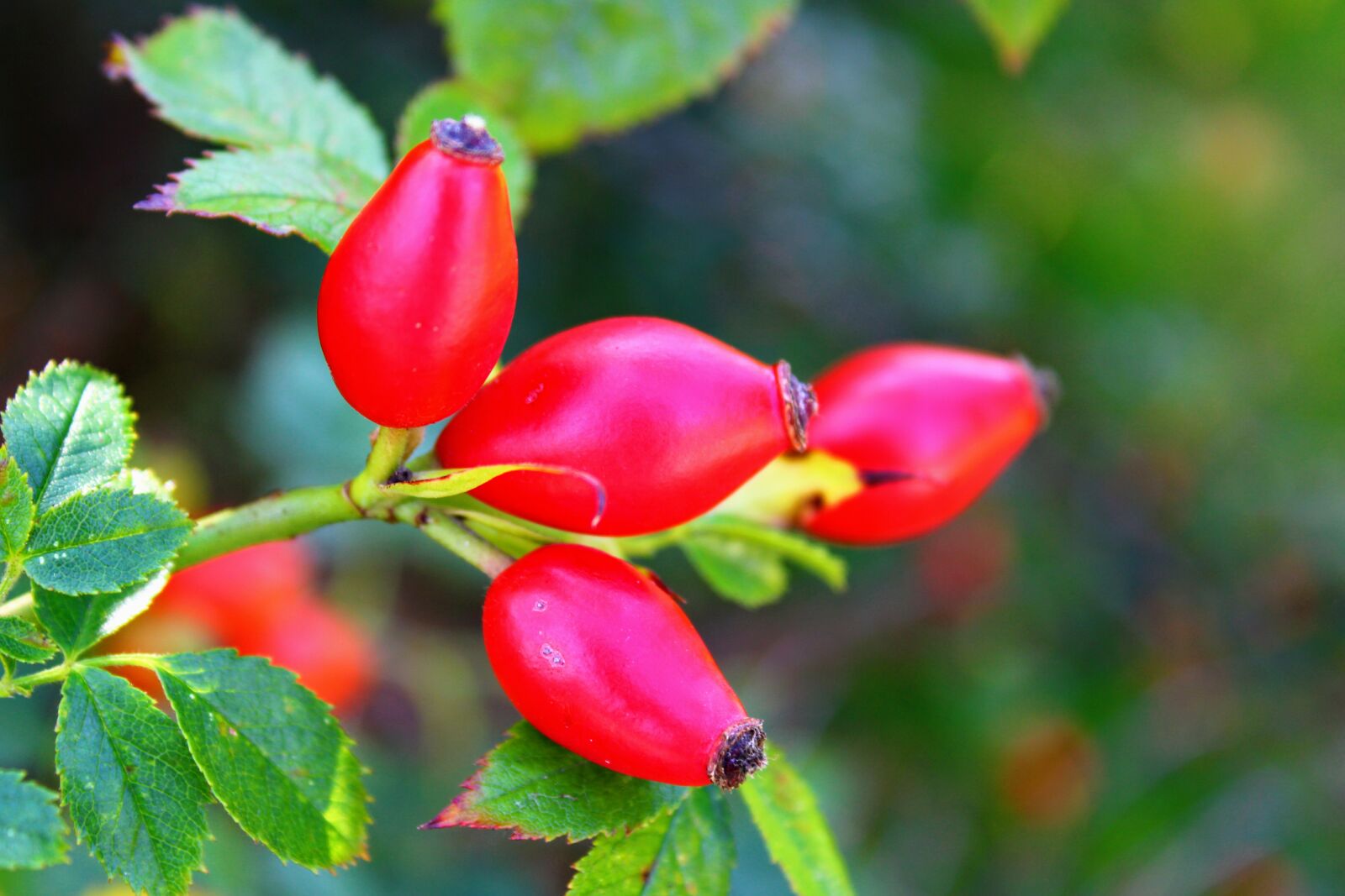Canon EOS 2000D (EOS Rebel T7 / EOS Kiss X90 / EOS 1500D) sample photo. Rose hip, red, nature photography