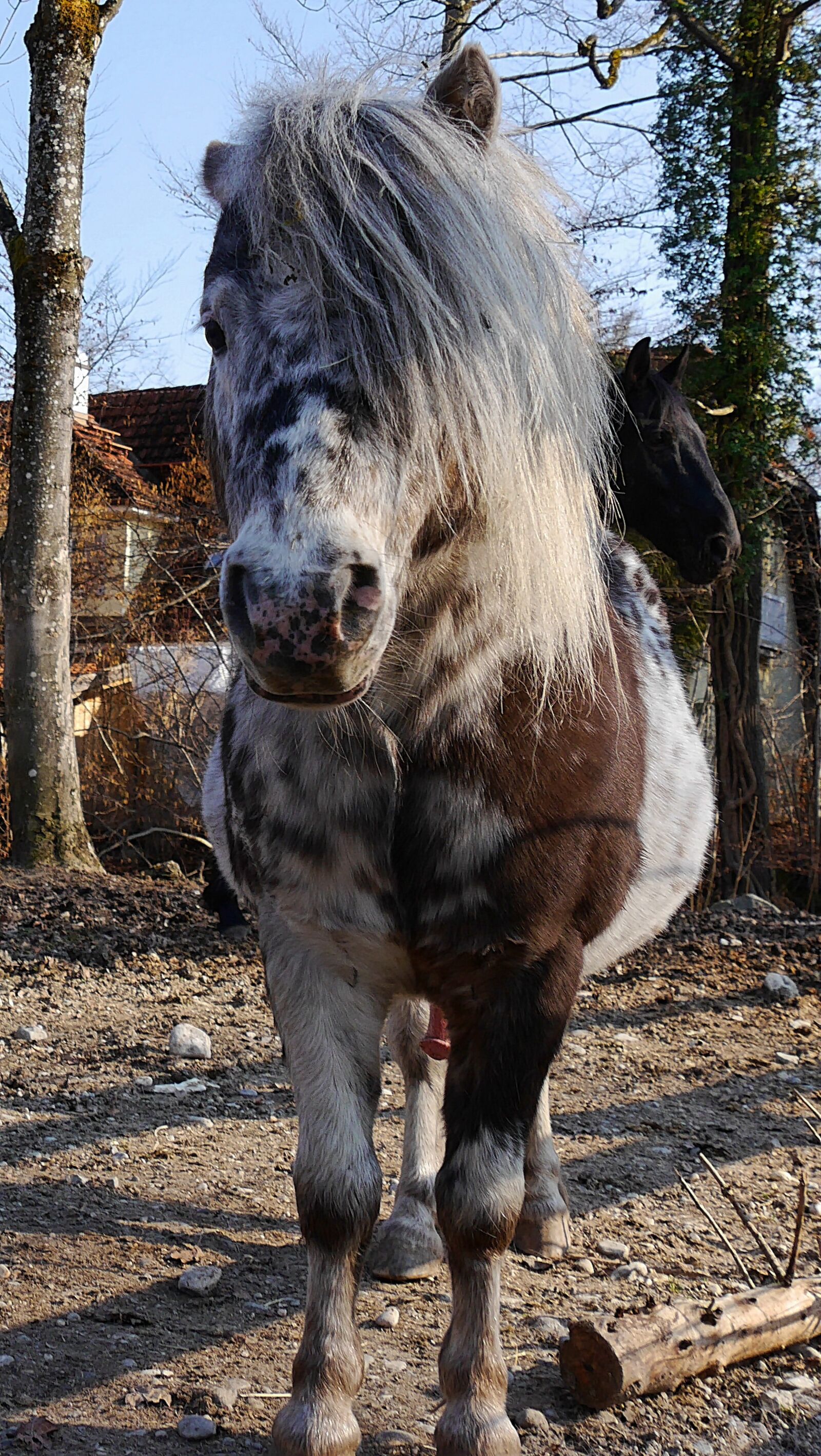 Panasonic Lumix DMC-G6 sample photo. Horse, paddock, pasture photography