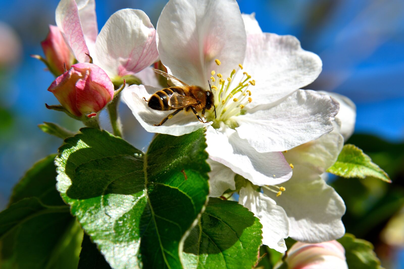 Nikon D5500 sample photo. Apple tree blossom, bee photography