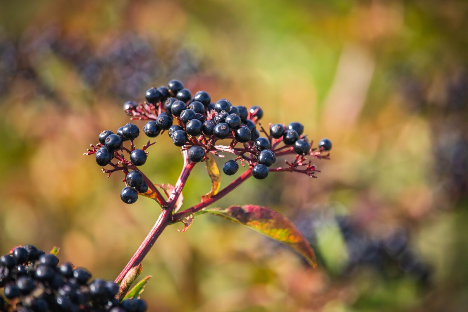 Canon EF-S 55-250mm F4-5.6 IS STM sample photo. Wild elderberry, berries, fruits photography