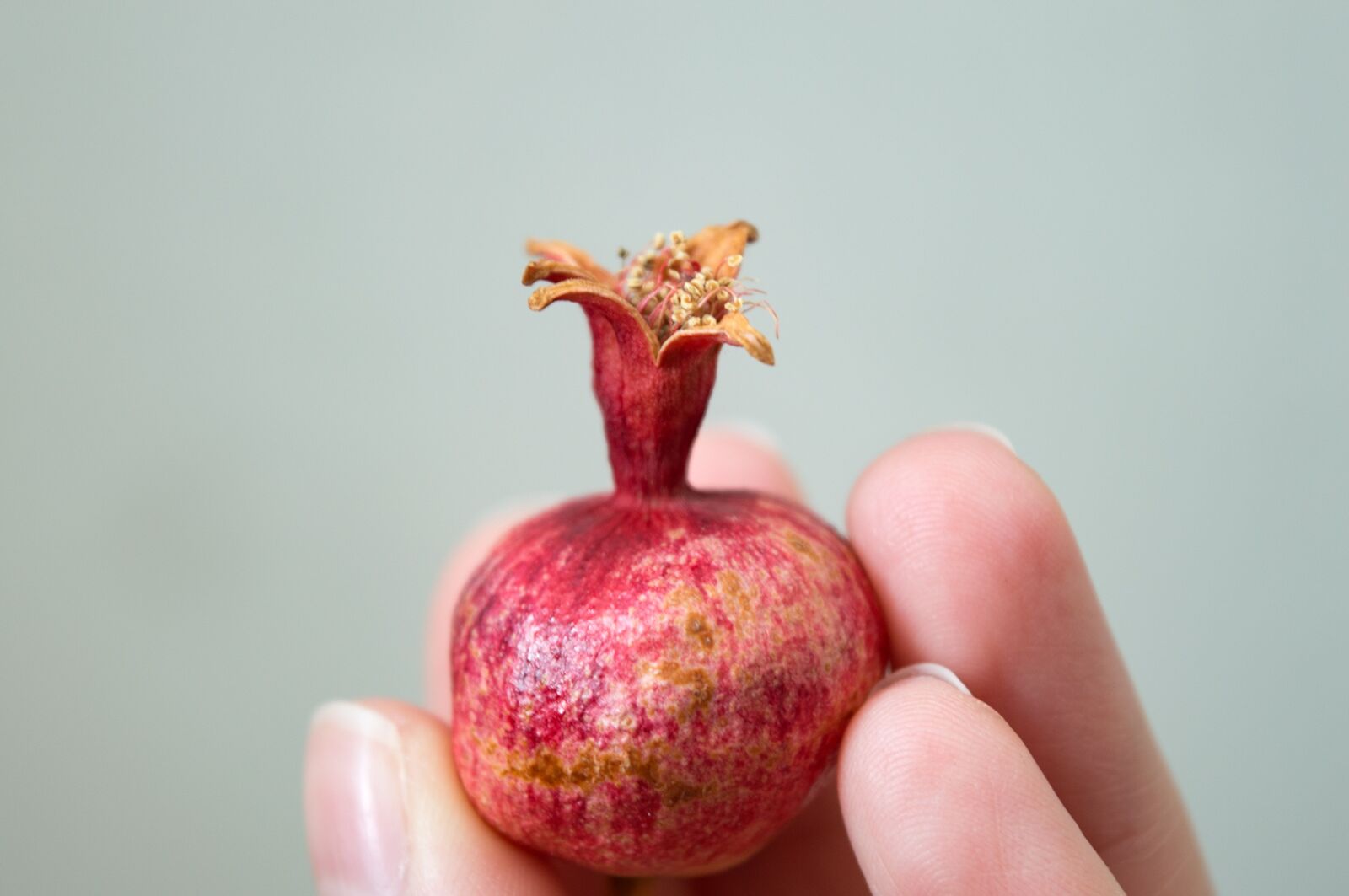 Nikon D3200 sample photo. Dwarf pomegranate, pomegranate, fruit photography