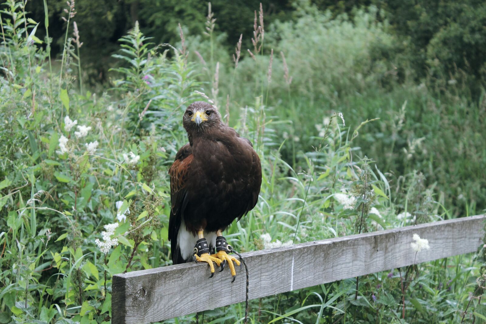 Canon EOS 1100D (EOS Rebel T3 / EOS Kiss X50) sample photo. Hawk, harris, raptor photography
