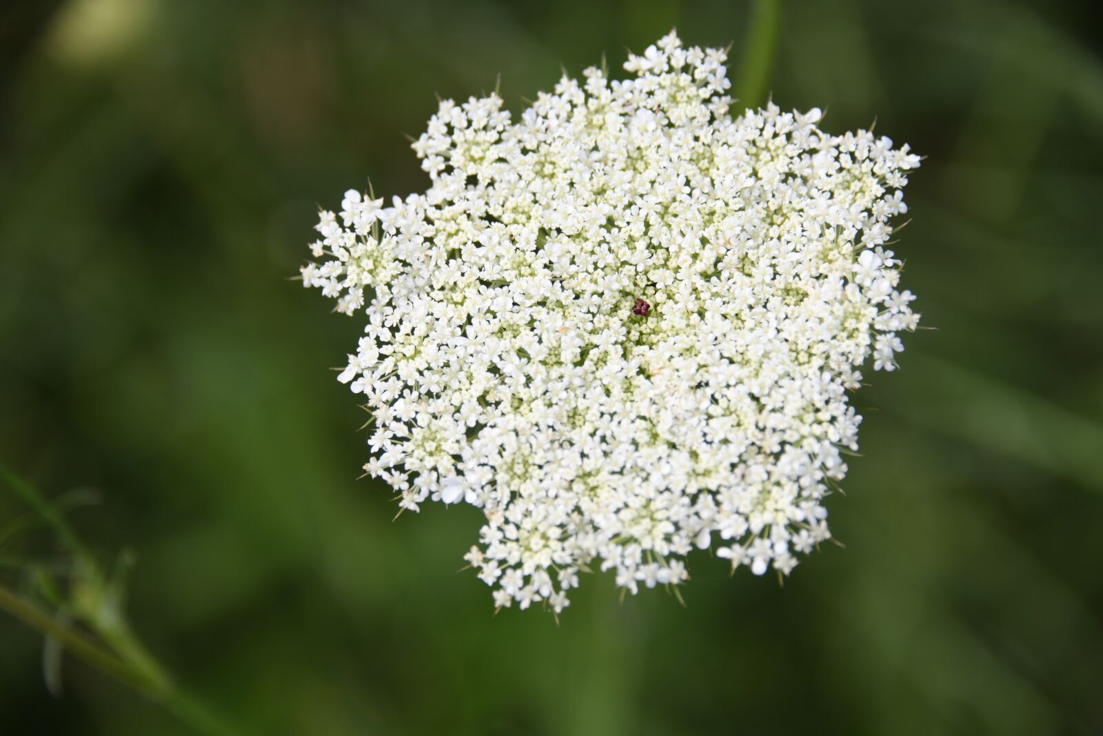 Nikon D850 sample photo. Flower, plant, blossom photography
